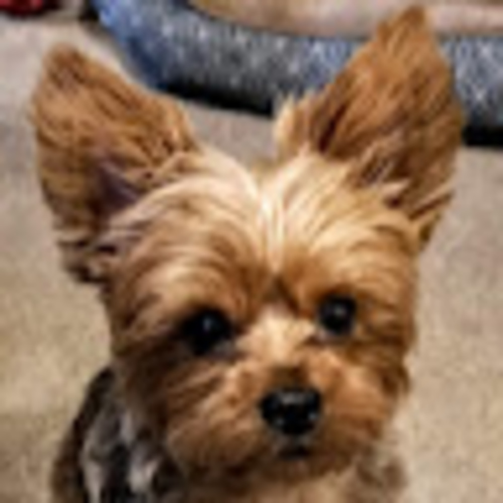 Meet your Posher, Komnini